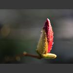 玉兰花