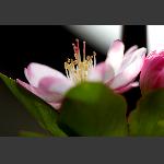 桃花-1