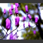 争春花朵