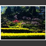 春暖花开