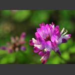 草子花