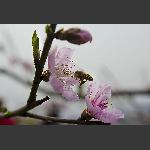 春暖花开采蜜忙