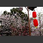樱花-1