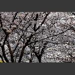 樱花-2