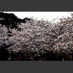 樱花-4
