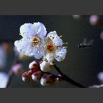 梅花