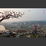 渡船坡桃花