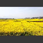 辛勤换来黄花香