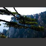 苍劲