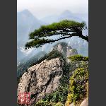 鹤骨松姿