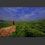 茶园春色