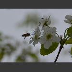 传播春的使者