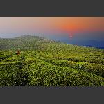 茶园晨景
