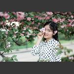 樱花之恋