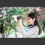 樱花之恋