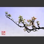 又见梨花舞春风