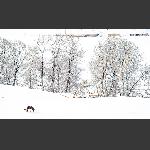 雪域天山