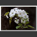 又是一季梨花香