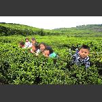 茶园童趣