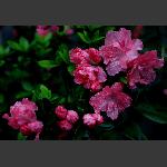 小红杜鹃