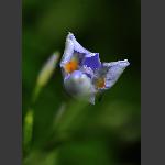 小花