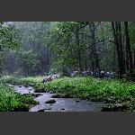 烟雨金鞭溪