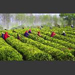 茶园春色