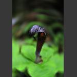 蛇花