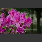 怒放的杜鹃花1