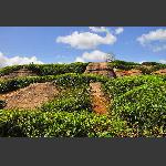 盘龙山茶场