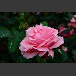 金胜山之花