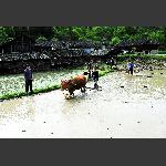 春耕图3
