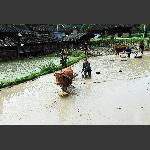 春耕图8