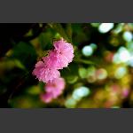 如梦花影