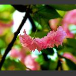 如梦花影2