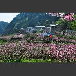 桃花山庄