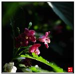 双色花（5）