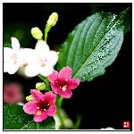 双色花（1）