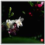 双色花（4）