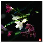 双色花（2）