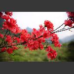一枝红艳
