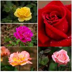 月季花组图