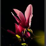 玉兰花
