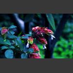 龙虾花