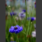 蜜蜂恋花