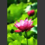 荷