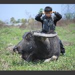 孩童逗牛