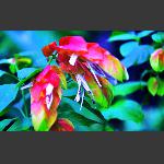 龙虾花-2