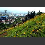 遍地黄花分外香  3