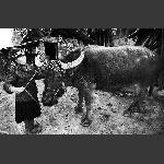 农家--6